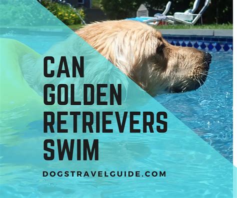 Do Golden Retrievers Like To Swim