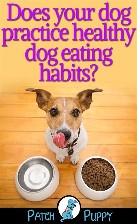 How To Tell If Your Dog Is Healthy Healthy Dogs Dog
