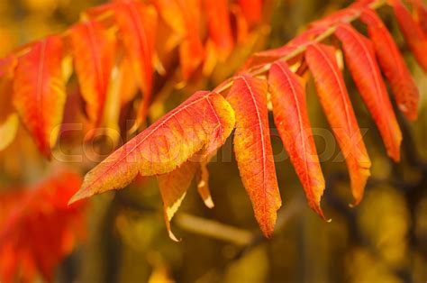 Autumn Tree Branch Stock Image Colourbox