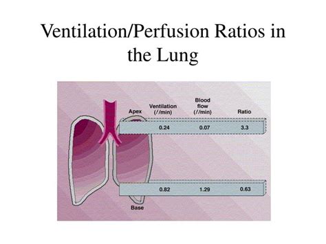 Pulmonary Ventilation And Perfusion Science Online