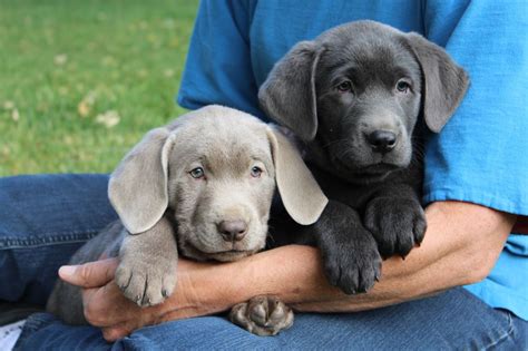This breed began from a fishing dog known as the st. Image result for charcoal lab | Lab puppies, Charcoal lab ...