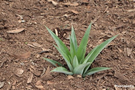 How To Grow A Pineapple At Home Plant Care Plantopedia