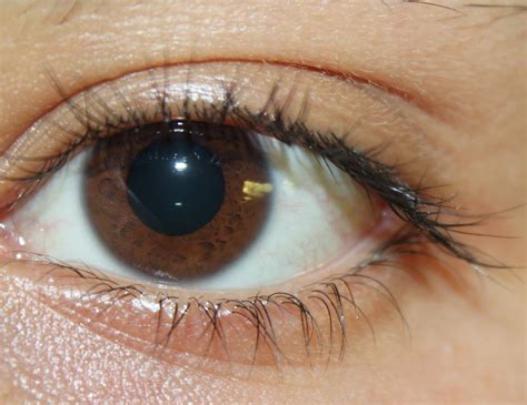 Filepicture Of Brown Eyes Wikipedia