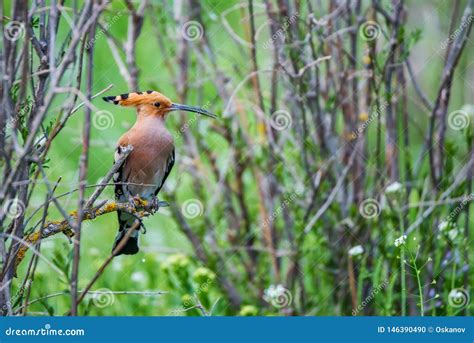 Eurasian Hoopoe Or Upupa Epops Perches On Twig In Steppe Stock Photo
