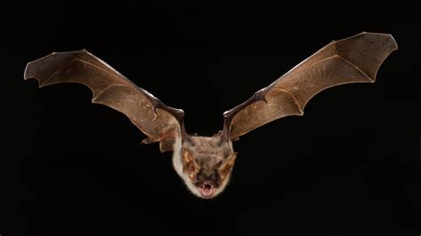 Bat Got Into Your House Heres What To Do The New York Times