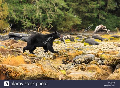 A Black Bear Carries His Freshly Caught Fish Along The Coastal Beach On