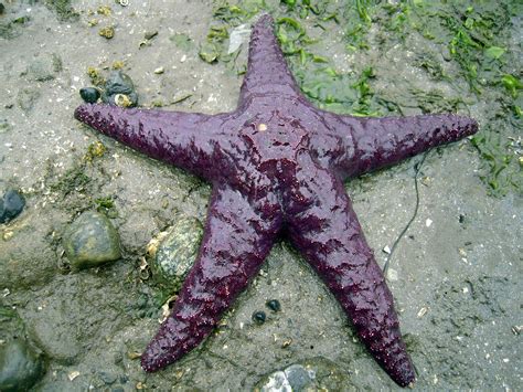 Itap A A Star At Low Tide Ritookapicture