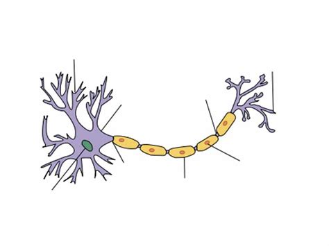 The central nervous system is composed of blank tissue in the blank and blank. Unlabeled Neuron Diagram