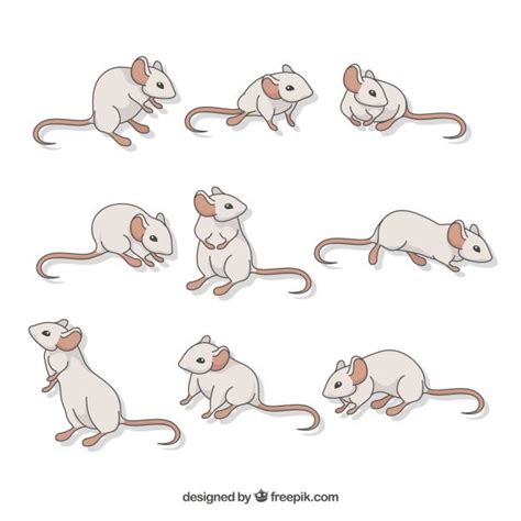 Free Vector Flat Mice Collection With Different Poses Vector Free