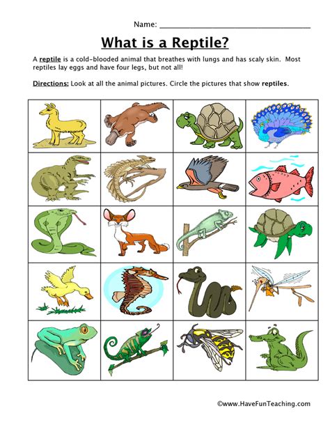 Reptile Classification Worksheet Have Fun Teaching