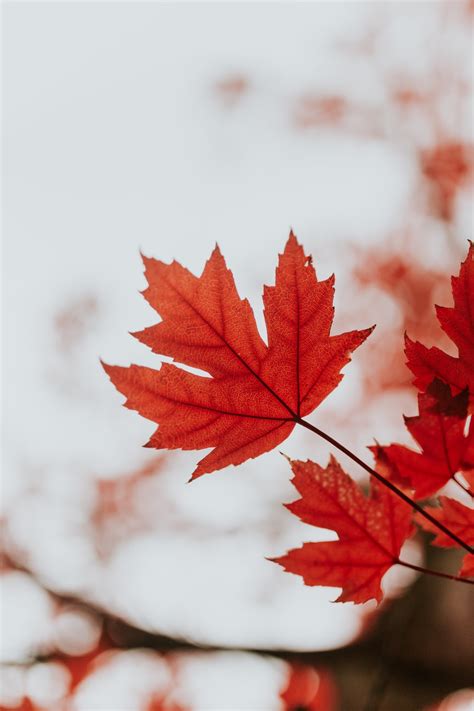Autumn Maple Leaves Wallpapers Wallpaper Cave