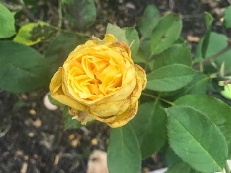 Rose Buds Not Blooming Properly