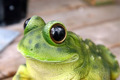 Frog Free Photo Download Freeimages