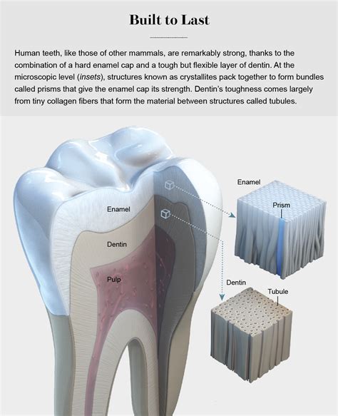 Why We Have So Many Problems With Our Teeth Scientific American