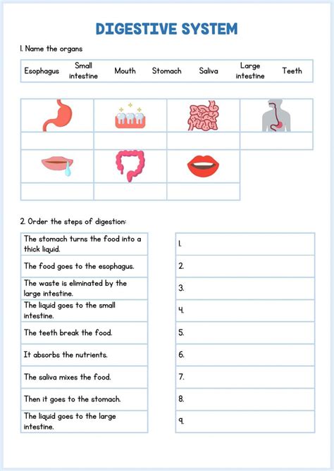 Digestive System Worksheet 7th Grade