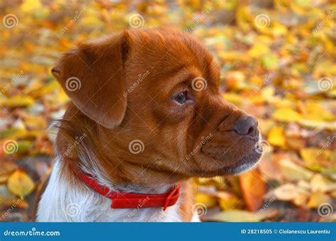 Serious Dog Stock Image Image Of Confident Expressive 28218505
