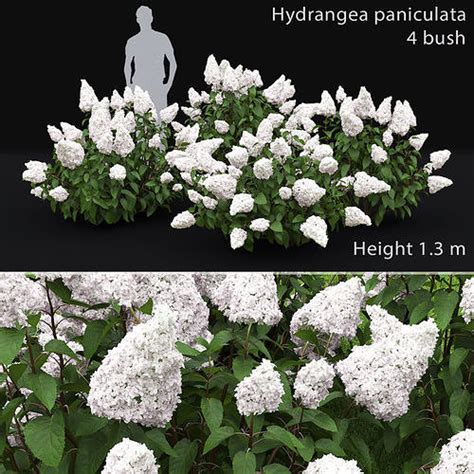 hydrangea paniculata bush 02 3d model cgtrader