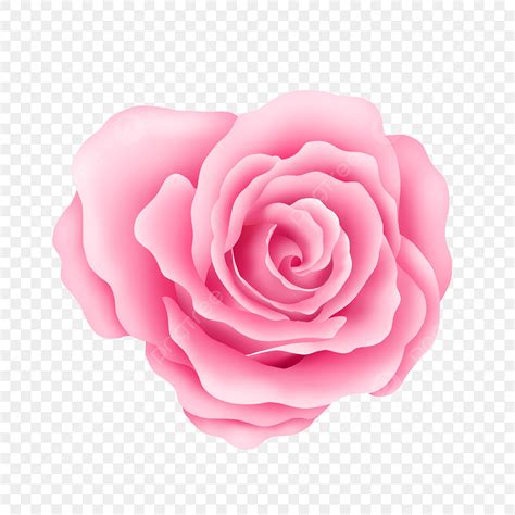Pink Rose Flower PNG Image Pink Rose Flower Pink Rose Flower Flowers PNG Image For Free Download