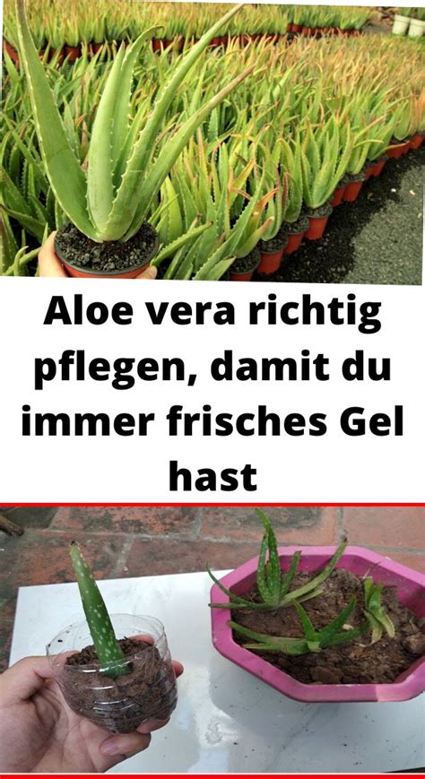 Aloe vera pflanze kaufen bio. Aloe vera richtig pflegen, damit du immer frisches Gel ...
