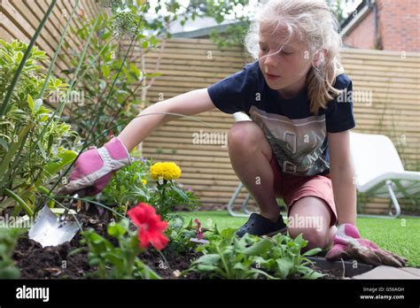 A Young Girl Gardening In A Contemporary Uk Garden Stock Photo Alamy