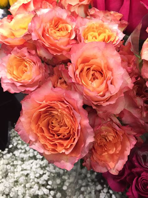 Also it is designed to destroy the slings that could if one describes someone as a free spirit, it means that this person is far from a conventional type. Free spirit garden roses 🌹 | Flowers, Rose, Wedding flowers