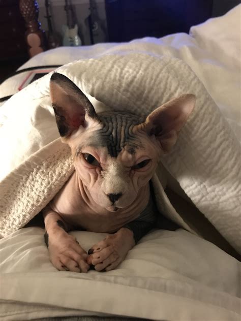 Hairlessness in cats is a naturally occurring genetic mutation; Sphynx Cat Near Me - Animal Friends