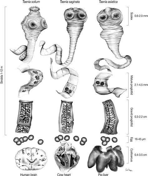 Three Human Taenia Tapeworms Showing Details In Morphologic Features
