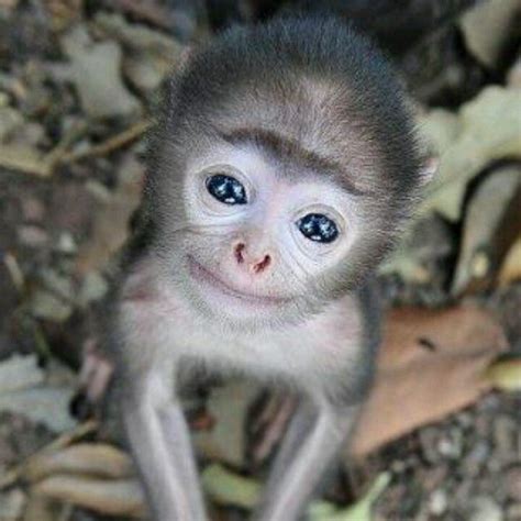 A Smiling Baby Monkey Baby Animals Pinterest Monkey Babies