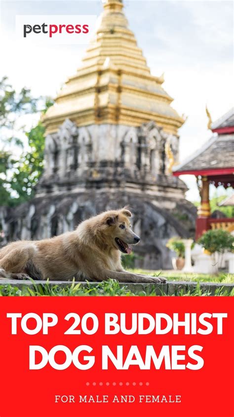 Top 20 Buddhist Dog Names Interesting Buddhist Names With Meanings