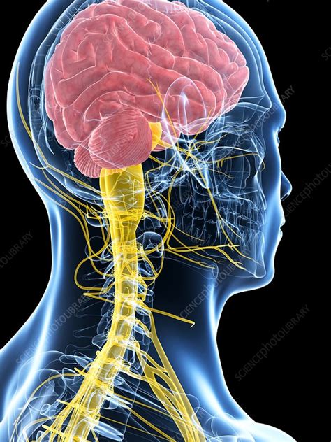 Human Brain Illustration