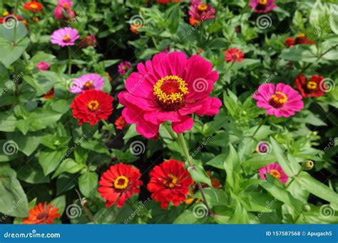 Magenta Colored Pink And Red Flowers Of Zinnia Stock Photo Image Of
