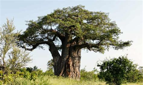 Giant African baobab trees die suddenly after thousands of years ...