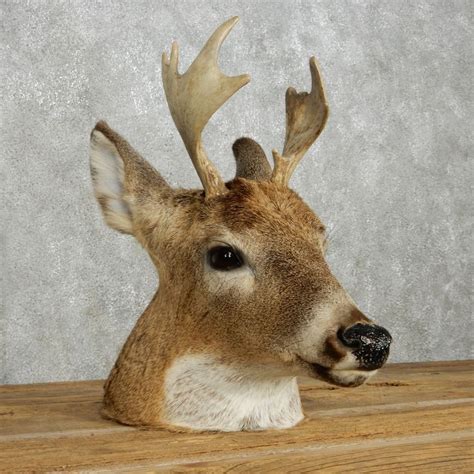 Whitetail Deer Head Mount For Sale 13960 The Taxidermy