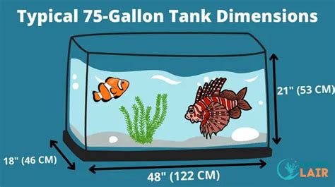 Top 5 Best Saltwater Fish For A 75 Gallon Aquarium Reef Friendly