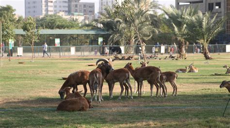 Karachi Zoo Amazing Oldest Garden Zoo In Karachi