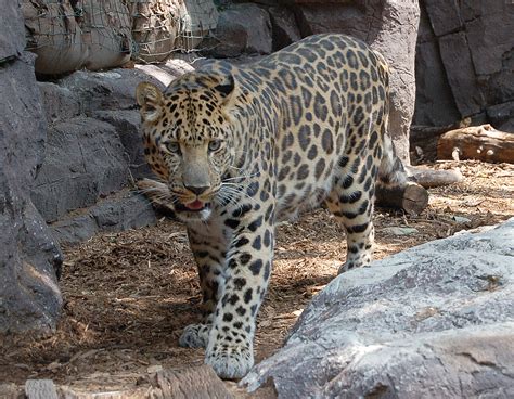 Panthera Pardus Orientalis Wikipedia La Enciclopedia Libre