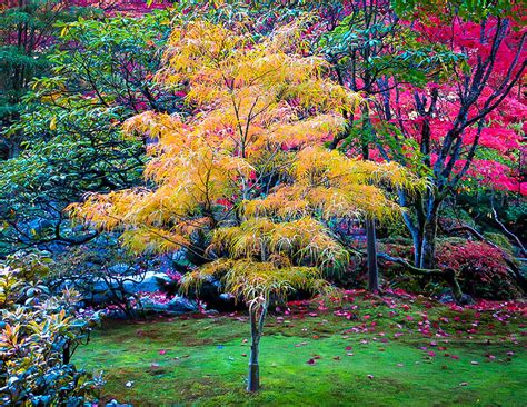 Waterfall japanese maple acer palmatum 'waterfall' improved selection makes an attractive garden or patio tree. Koto No Ito Japanese Maple Trees For Sale | The Tree Center