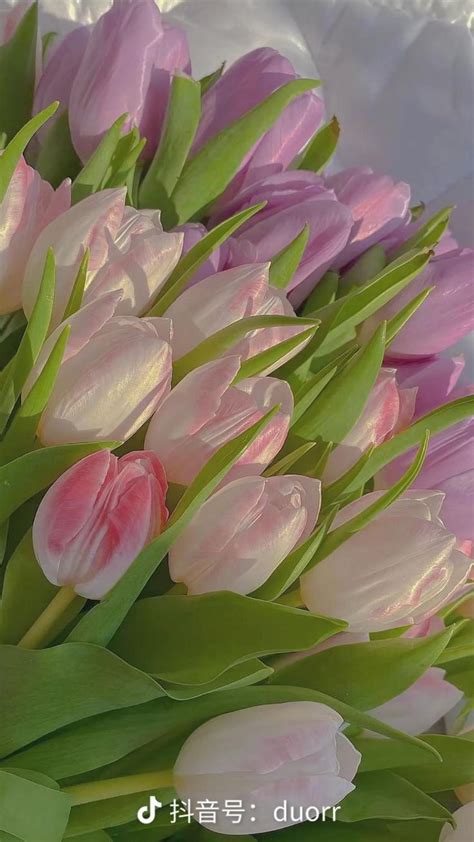 Tulip Aesthetics 🌸 Flower Aesthetic Flower Phone Wallpaper Pretty