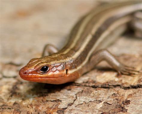 Five Lined Skink Male Flickr Photo Sharing
