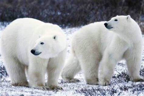 Cómo Es El Oso Polar Características Del Oso Polar
