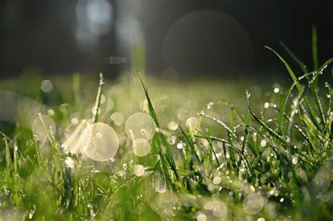 Beautiful Nature Background With Grass And Morning Dew Sunbeams Of The