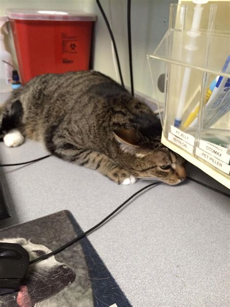 Brilliant Hiding Spots Cats Have Found While Avoiding The Vet