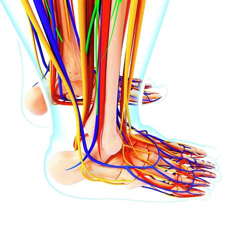 Human Foot Anatomy Photograph By Pixologicstudioscience Photo Library