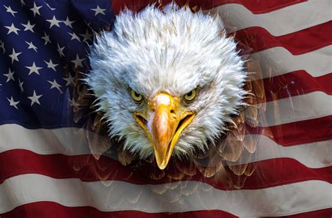 An Angry North American Bald Eagle On American Flag Stock Photo