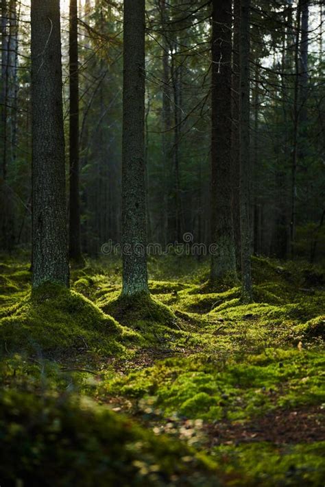 Sunlight Streaming Through A Pine Forest Stock Photo Image Of Tall