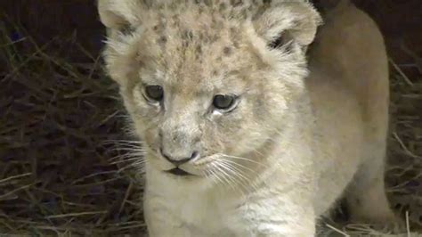 3 Lion Cubs Born At Fort Worth Zoo Nbc 5 Dallas Fort Worth