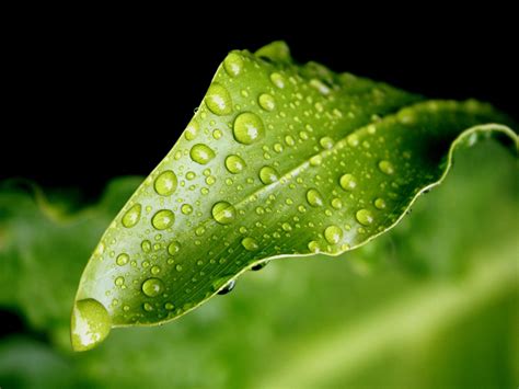Millions Of Pictures Green Leaves Water Drops Wallpapers