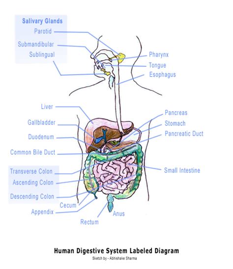 Diagram Of The Digestive System And An Explanation Of Its Working