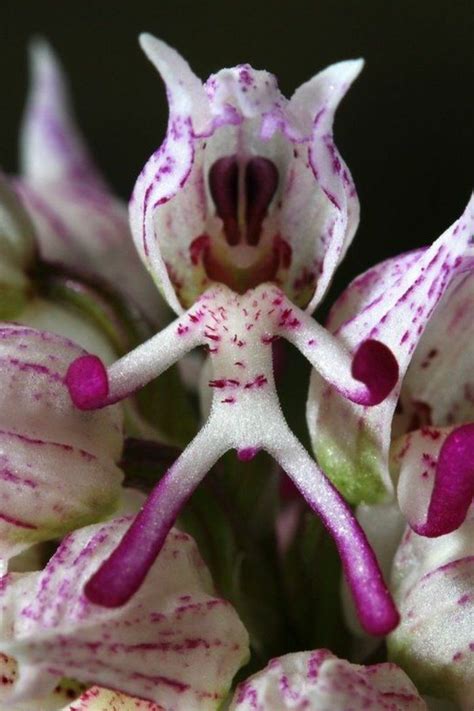 L Orchidée Rare La Plus Bizarre Ou Quand Les Orchidées Imitent La Vie Orchidée Rare Fleurs