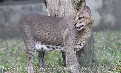 African Golden Cat Species Facts Conservation Bigcatswildcats